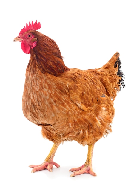 Poule brune isolée