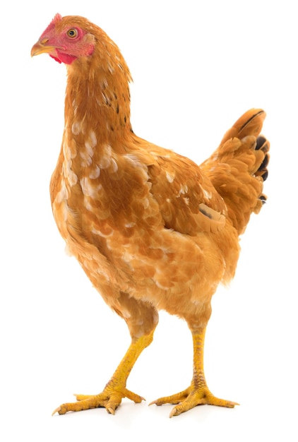 Poule brune isolée