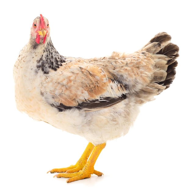 Poule brune isolée