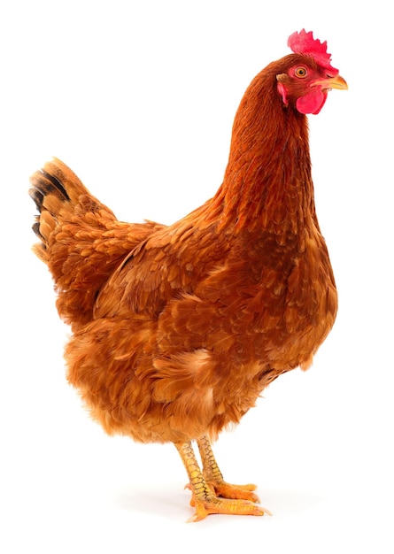 Poule brune isolée