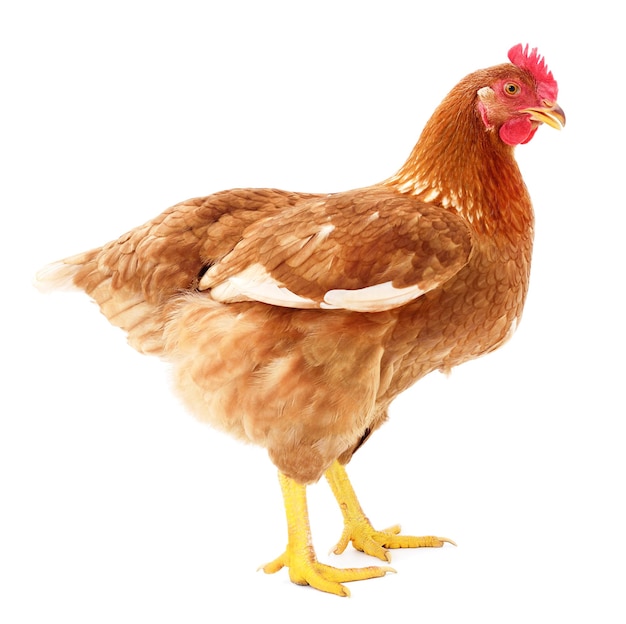 Poule brune isolée