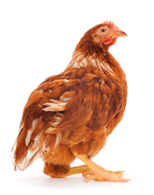 Poule brune isolée