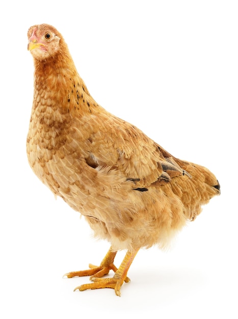 Poule brune isolée