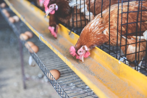 Poule en cage agriculture sur produit de la ferme de poulet et oeuf frais