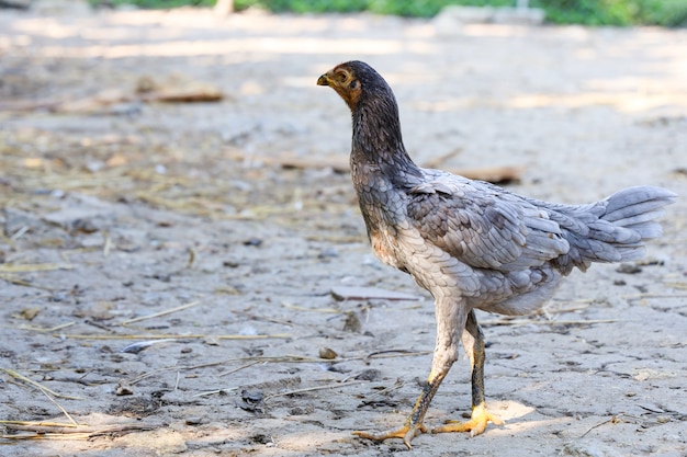 La poule combattante est debout et marche dans le jardin en Thaïlande