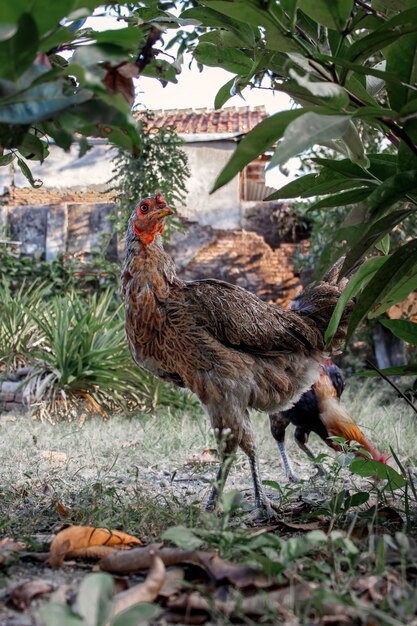 poule et coq dans une ferme avec cour