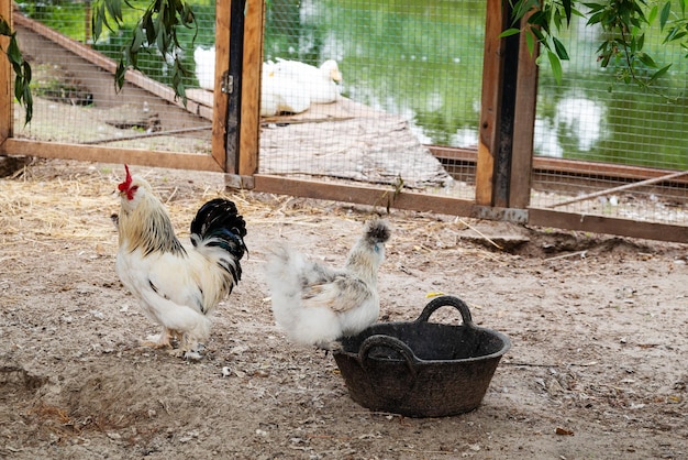 Photo poule et coq picorant le grain du bol dans la cour de la ferme