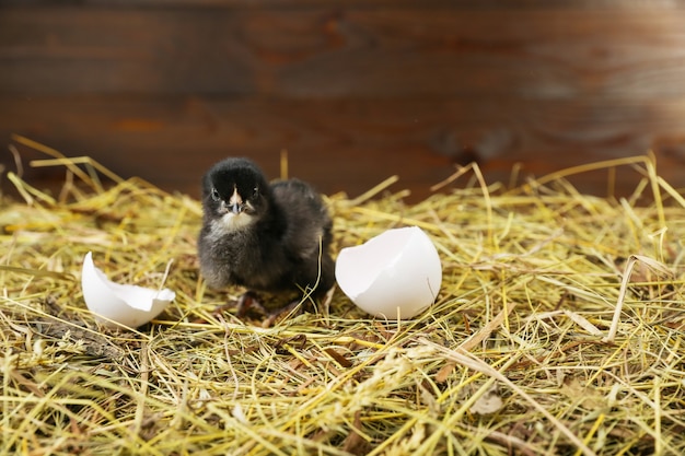 la poule et la coquille d'oeuf sont sur le foin