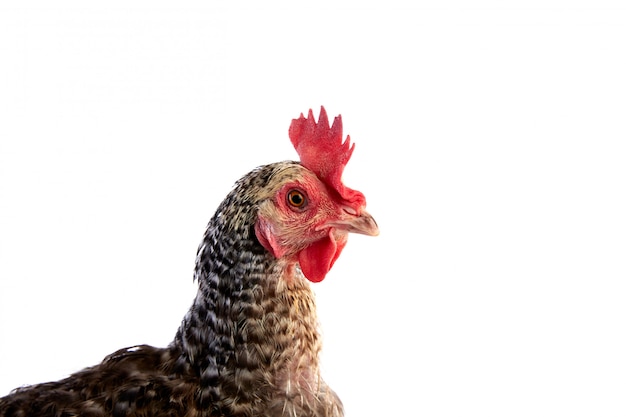 Poule Coucou Cou Marans de France