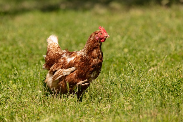 poule courir dans la prairie de la ferme