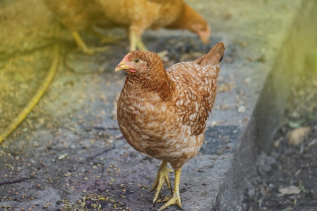 Poule dans la cour Poulet dans un poulailler Gros plan d'un poulet fermier