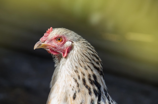 Poule dans une ferme sur le terrain Photo en gros plan d'un coq à l'extérieur Poulet vivant à l'extérieur