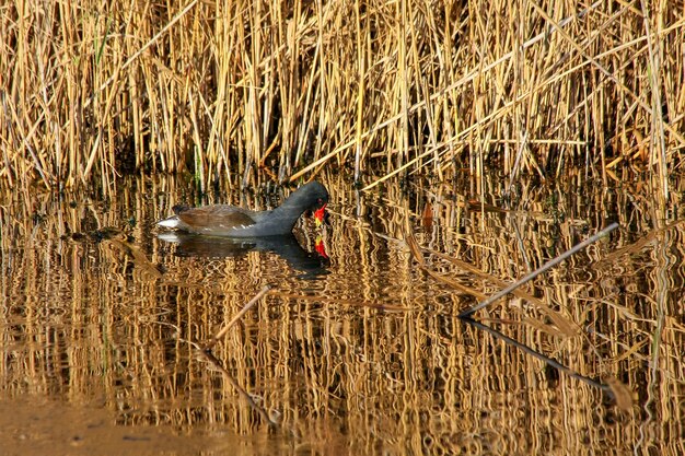 La poule d'eau baignée de lumière dorée au Barnes Wetland Trust