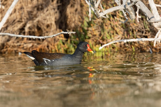 Poule d'eau Gallinula chloropus malaga espagne