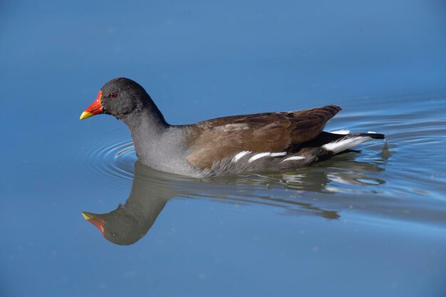 Poule d'eau Gallinula chloropus malaga espagne