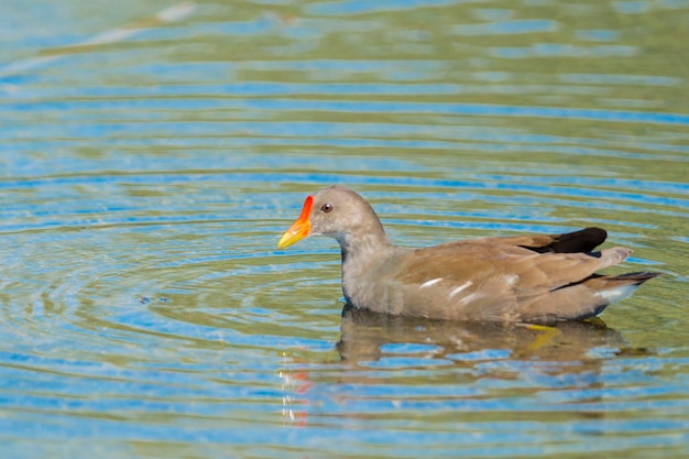 Poule d'eau Gallinula chloropus malaga espagne