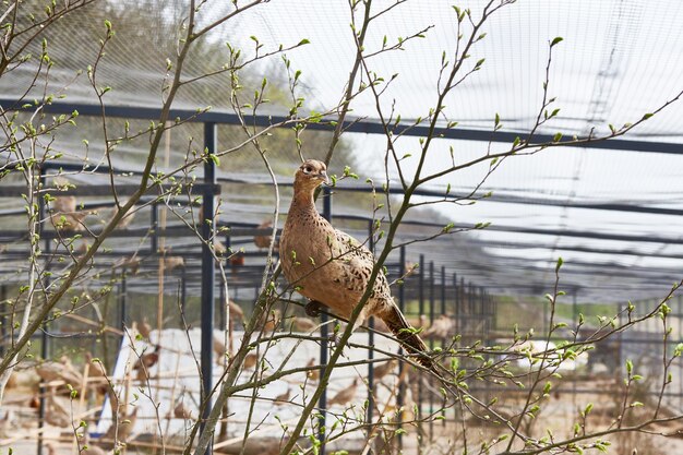 Poule faisane