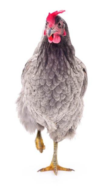 Poule grise isolée sur blanc, prise de vue en studio.