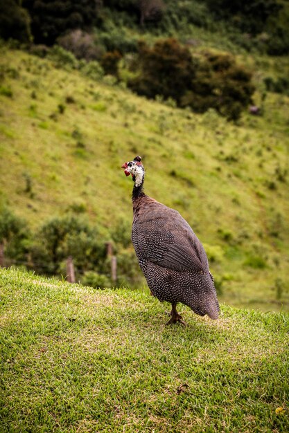 La poule de Guinée est un oiseau de l'ordre des gallinacées originaire d'Afrique.