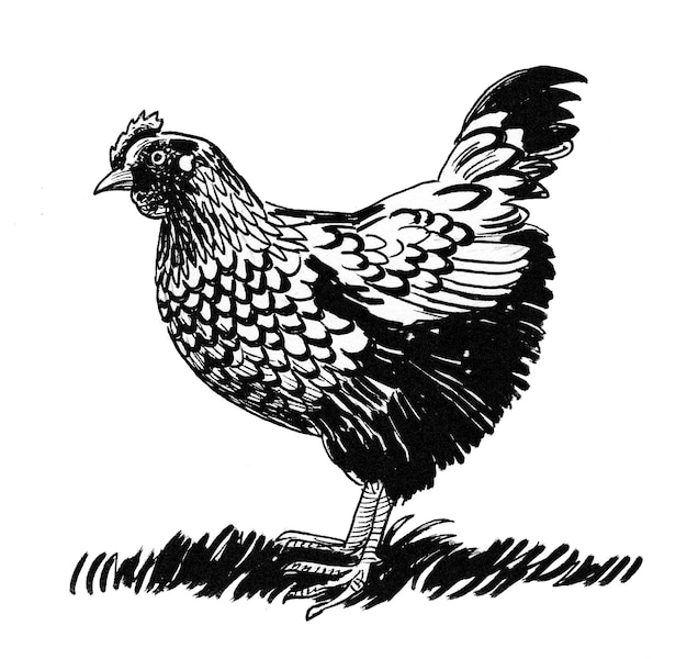 Poule sur l'herbe. Dessin noir et blanc à l'encre