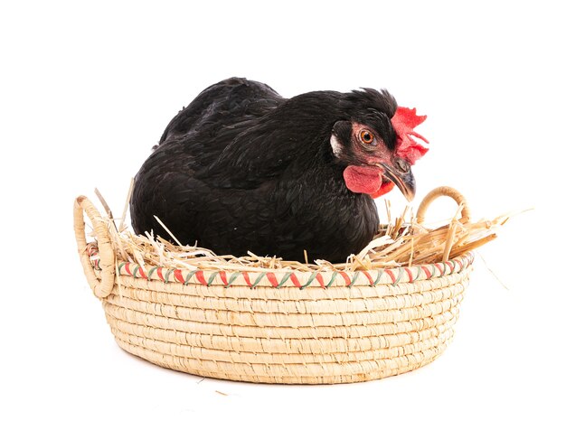 Poule Noire Dans Un Panier En Osier Isolé