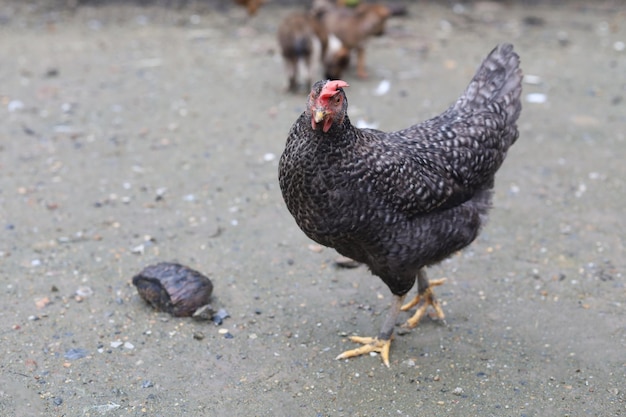 La poule noire reste et se détend sur le sol dans le jardin