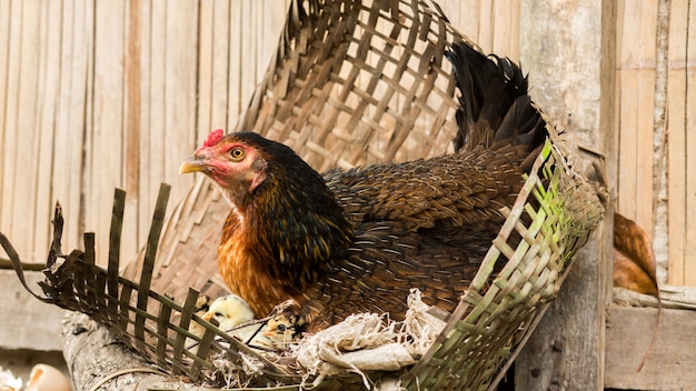 Poule avec petits poulets