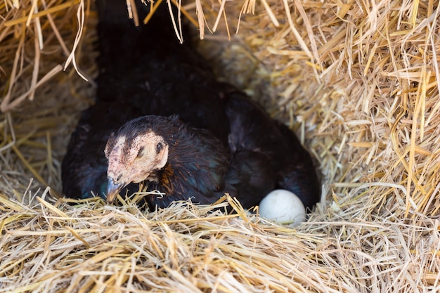 poule pondant des œufs dans son nid