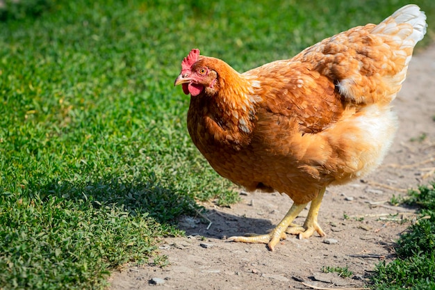 Une poule pondeuse rousse se promène librement dans le village