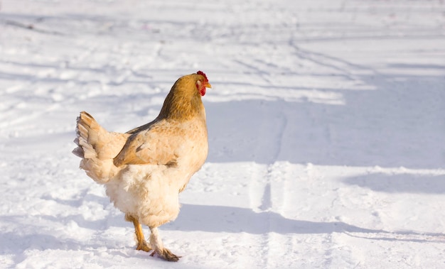 Poule de poulet en hiver dans la neige