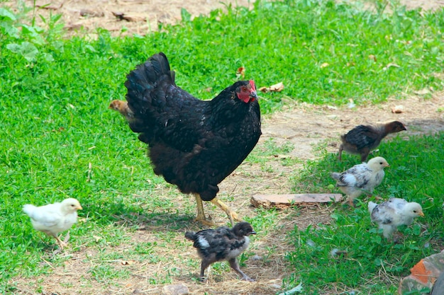 Poule avec des poulets dans la cour Petits poulets mangeant dans la volaille près de la poule Cour rurale Oiseaux domestiques Poule noire adulte avec des bébés poulets en plein air Mère poule avec des bébés poulets