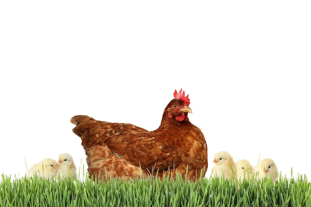 Photo poule avec des poulets mignons dans l'herbe verte sur fond blanc