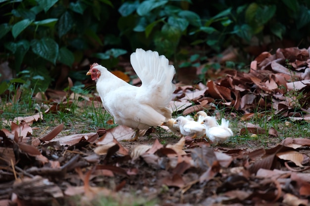 Poule Avec Des Poussins