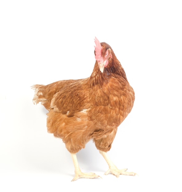 Poule rouge brun isolée sur blanc