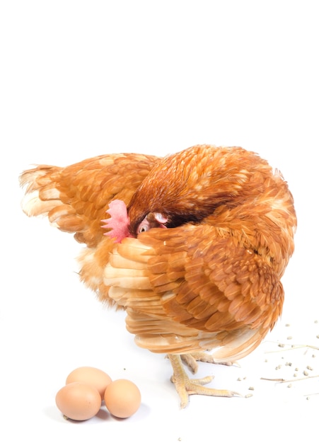 Photo poule rouge brun isolée sur blanc