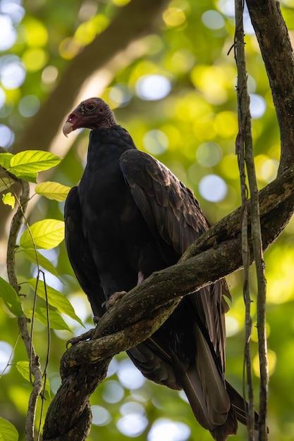 Une poule rousse sur une branche d'arbre