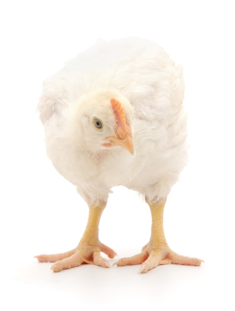 Une poule se dresse sur un fond blanc