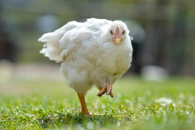 Poule se nourrissant de basse-cour rurale traditionnelle Gros plan de poulet debout sur la cour de la grange avec de l'herbe verte