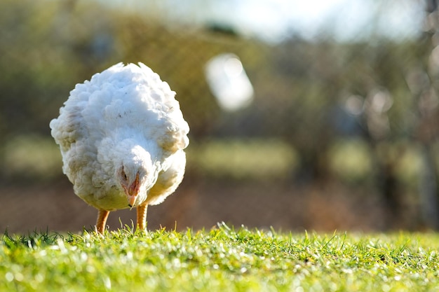 Poule se nourrissant de basse-cour rurale traditionnelle Gros plan de poulet debout sur la cour de la grange avec de l'herbe verte
