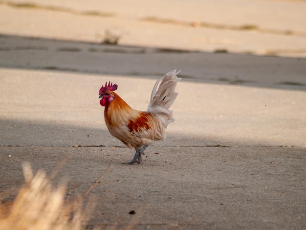 Photo la poule sur le sentier