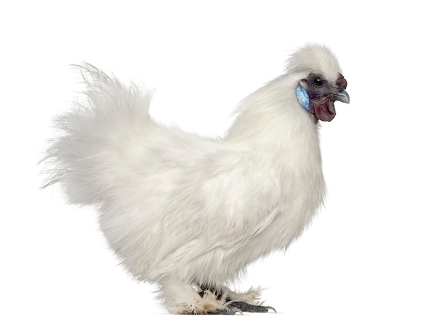 Poule Silkie blanche isolée sur blanc