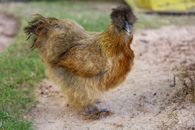 La poule Silkie vit dans le jardin d'herbe