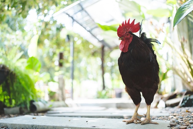 Poule volant et cueillant sur l'herbe dans le champ