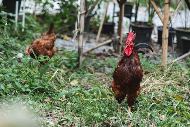 Poule volant et cueillant sur l'herbe dans le champ