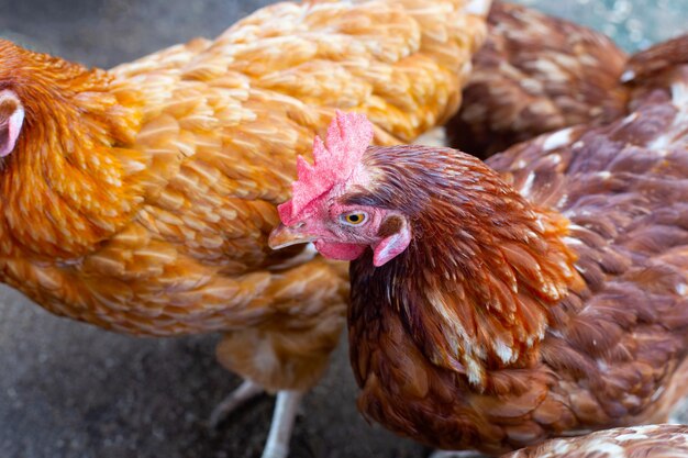 Poules au poulailler Poulailler bio