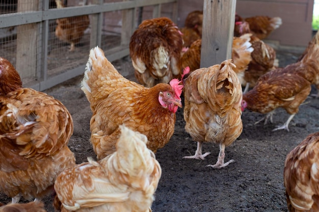 Poules au poulailler Poulailler bio