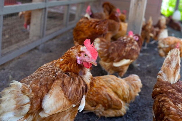 Poules au poulailler Poulailler bio