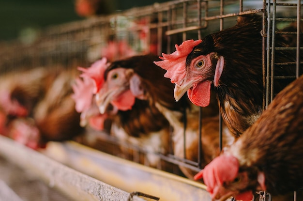 Poules en cage à la ferme