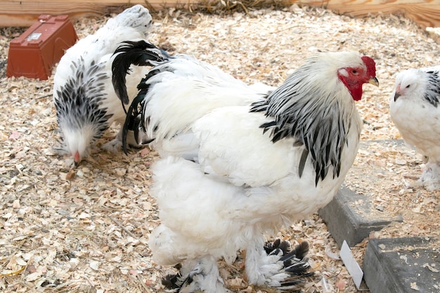 Poules et coq se nourrissent dans une basse-cour rurale. Des poulets se blottissent dans l'arrière-cour de l'éco-ferme derrière une clôture. concept d'élevage de volailles. poulailler.