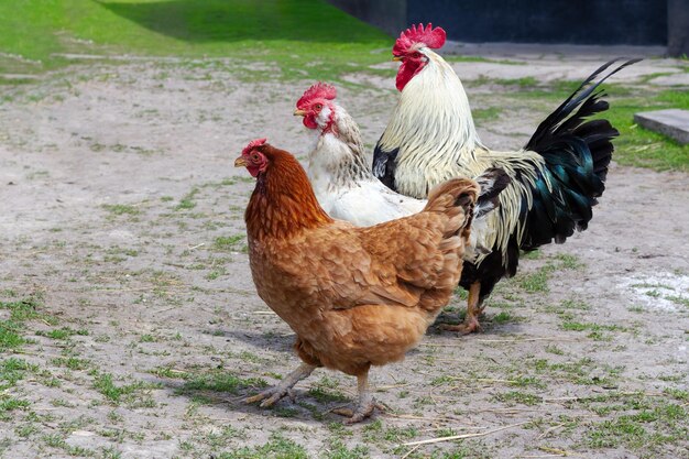 Des poules et un coq se promènent dans la cour